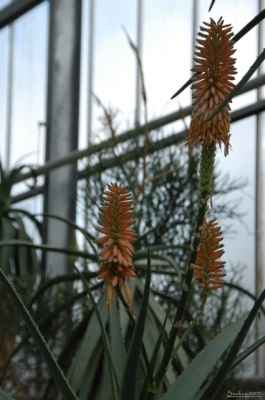 Hortus Botanicus - such zahrada
Klíčová slova: Soukup Daniel photos fotografie Amsterodam travel cestovn pamtky