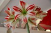 Amsterodam - Tulip museum