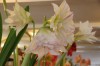 Amsterodam - Tulip museum