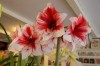 Amsterodam - Tulip museum