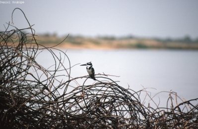 Klíčová slova: Soukup Daniel photos fotografie ?ad Tchad Afrika travel cestovn pamtky