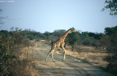 Klíčová slova: Soukup Daniel photos fotografie ?ad Tchad Afrika travel cestovn pamtky