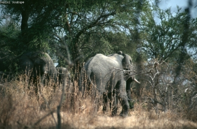 Klíčová slova: Soukup Daniel photos fotografie ?ad Tchad Afrika travel cestovn pamtky