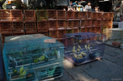 Yuen Po Street Bird Garden
