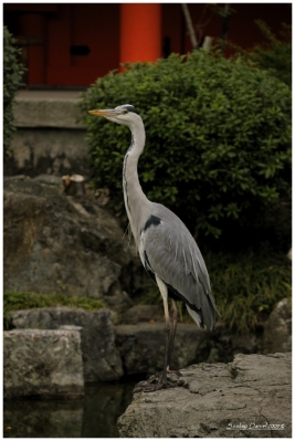 Klíčová slova: Soukup Daniel photos fotografie Japan Japonsko travel cestovn pamtky