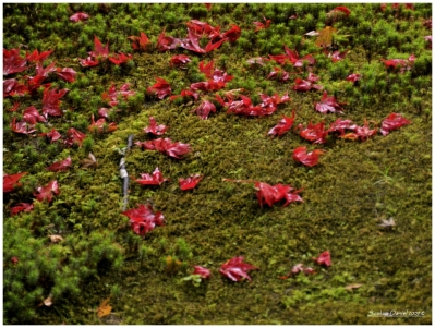 Klíčová slova: Soukup Daniel photos fotografie Japan Japonsko travel cestovn pamtky