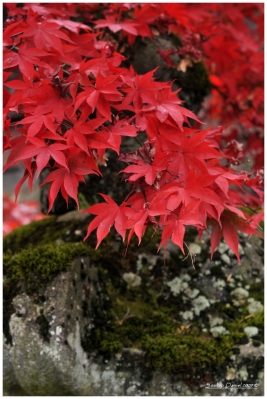 Klíčová slova: Soukup Daniel photos fotografie Japan Japonsko travel cestovn pamtky