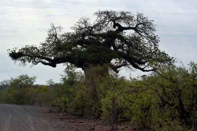 Klíčová slova: Soukup Daniel photos fotografie Afrika South Africa travel cestovn pamtky