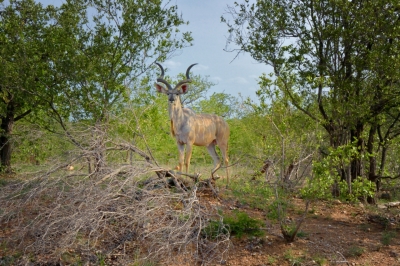 Klíčová slova: Soukup Daniel photos fotografie Afrika South Africa travel cestovn pamtky