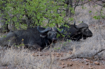 Klíčová slova: Soukup Daniel photos fotografie Afrika South Africa travel cestovn pamtky