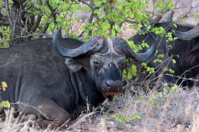 Klíčová slova: Soukup Daniel photos fotografie Afrika South Africa travel cestovn pamtky