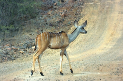 Klíčová slova: Soukup Daniel photos fotografie Afrika South Africa travel cestovn pamtky