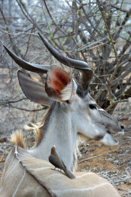 Klíčová slova: Soukup Daniel photos fotografie Afrika South Africa travel cestovn pamtky