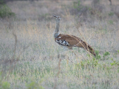 Klíčová slova: Soukup Daniel photos fotografie Afrika South Africa travel cestovn pamtky