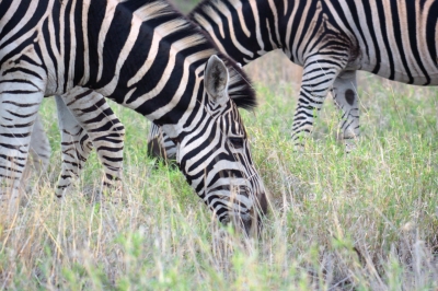 Klíčová slova: Soukup Daniel photos fotografie Afrika South Africa travel cestovn pamtky