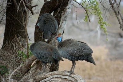 Klíčová slova: Soukup Daniel photos fotografie Afrika South Africa travel cestovn pamtky