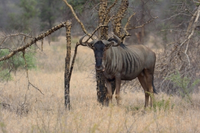 Klíčová slova: Soukup Daniel photos fotografie Afrika South Africa travel cestovn pamtky