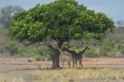 Klíčová slova: Soukup Daniel photos fotografie Afrika South Africa travel cestovn pamtky