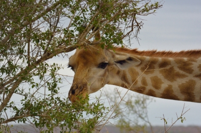 Klíčová slova: Soukup Daniel photos fotografie Afrika South Africa travel cestovn pamtky