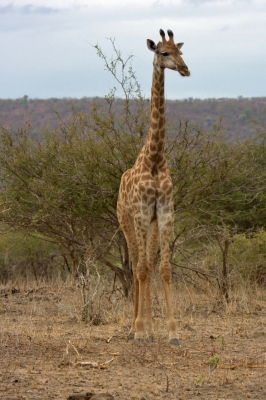 Klíčová slova: Soukup Daniel photos fotografie Afrika South Africa travel cestovn pamtky