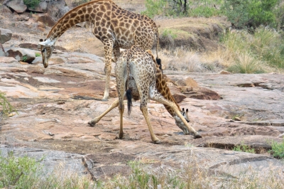 Klíčová slova: Soukup Daniel photos fotografie Afrika South Africa travel cestovn pamtky