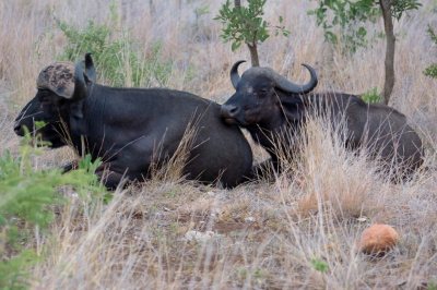 Klíčová slova: Soukup Daniel photos fotografie Afrika South Africa travel cestovn pamtky