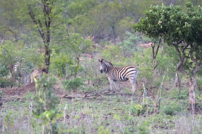 Klíčová slova: Soukup Daniel photos fotografie Afrika South Africa travel cestovn pamtky