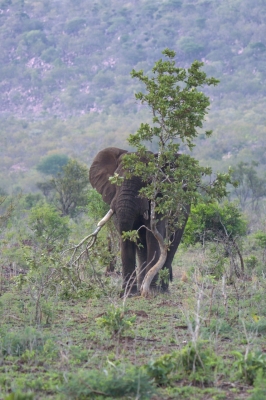 Klíčová slova: Soukup Daniel photos fotografie Afrika South Africa travel cestovn pamtky