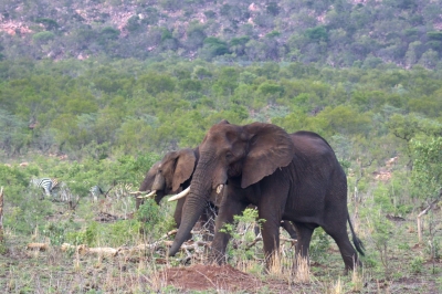 Klíčová slova: Soukup Daniel photos fotografie Afrika South Africa travel cestovn pamtky