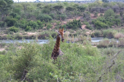 Klíčová slova: Soukup Daniel photos fotografie Afrika South Africa travel cestovn pamtky