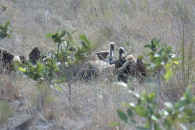 Klíčová slova: Soukup Daniel photos fotografie Afrika South Africa travel cestovn pamtky