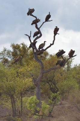 Klíčová slova: Soukup Daniel photos fotografie Afrika South Africa travel cestovn pamtky