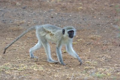 Klíčová slova: Soukup Daniel photos fotografie Afrika South Africa travel cestovn pamtky