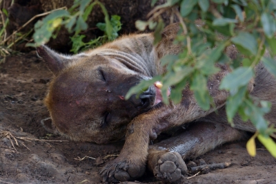 Klíčová slova: Soukup Daniel photos fotografie Afrika South Africa travel cestovn pamtky