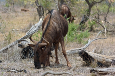 Klíčová slova: Soukup Daniel photos fotografie Afrika South Africa travel cestovn pamtky