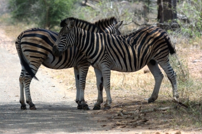 Klíčová slova: Soukup Daniel photos fotografie Afrika South Africa travel cestovn pamtky