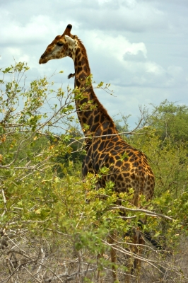 Klíčová slova: Soukup Daniel photos fotografie Afrika South Africa travel cestovn pamtky