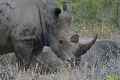 Klíčová slova: Soukup Daniel photos fotografie Afrika South Africa travel cestovn pamtky