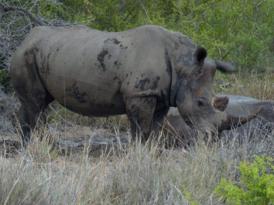 Klíčová slova: Soukup Daniel photos fotografie Afrika South Africa travel cestovn pamtky