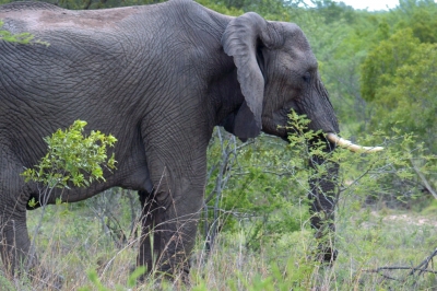 Klíčová slova: Soukup Daniel photos fotografie Afrika South Africa travel cestovn pamtky