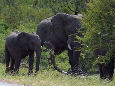 Klíčová slova: Soukup Daniel photos fotografie Afrika South Africa travel cestovn pamtky