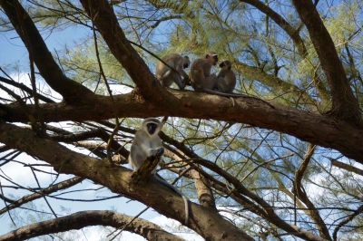 Klíčová slova: Soukup Daniel photos fotografie Afrika South Africa travel cestovn pamtky