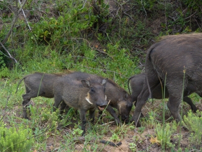 Klíčová slova: Soukup Daniel photos fotografie Afrika South Africa travel cestovn pamtky