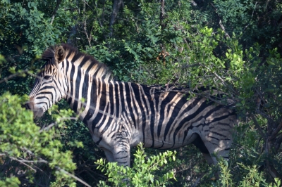 Klíčová slova: Soukup Daniel photos fotografie Afrika South Africa travel cestovn pamtky