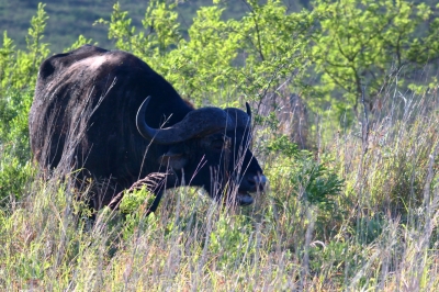 Klíčová slova: Soukup Daniel photos fotografie Afrika South Africa travel cestovn pamtky