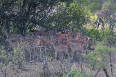 Klíčová slova: Soukup Daniel photos fotografie Afrika South Africa travel cestovn pamtky