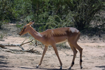 Klíčová slova: Soukup Daniel photos fotografie Afrika South Africa travel cestovn pamtky