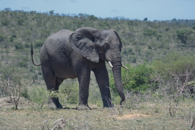 Klíčová slova: Soukup Daniel photos fotografie Afrika South Africa travel cestovn pamtky