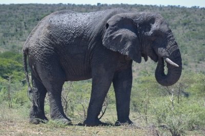 Klíčová slova: Soukup Daniel photos fotografie Afrika South Africa travel cestovn pamtky