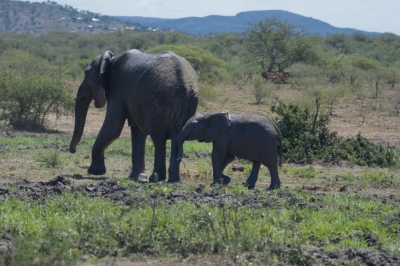 Klíčová slova: Soukup Daniel photos fotografie Afrika South Africa travel cestovn pamtky